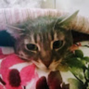 Meet your Posher, Constance